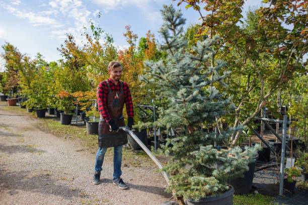 Reliable Mora, MN Tree Services Solutions